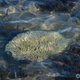 Image for article titled The Great Barrier Reef is suffering from horrific coral bleaching